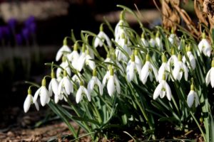 Express Your Love With The Smell Of These Enticing Winter Flowers